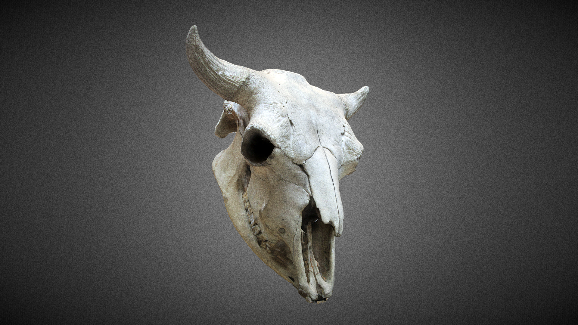 bison_skull